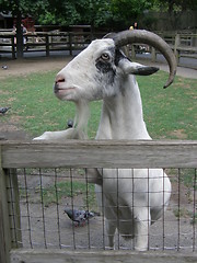 Image showing Goat