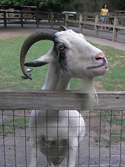 Image showing Goat