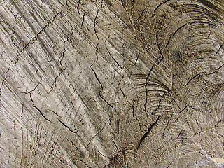 Image showing Old Wood Texture