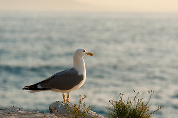 Image showing Seagulls