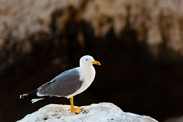 Image showing Seagulls