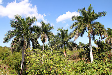 Image showing Cuba