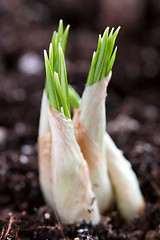 Image showing young green sprout