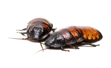 Image showing two Madagascar cockroaches