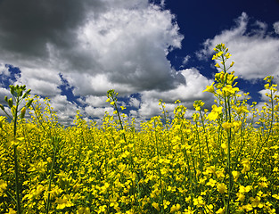 Image showing Canola field