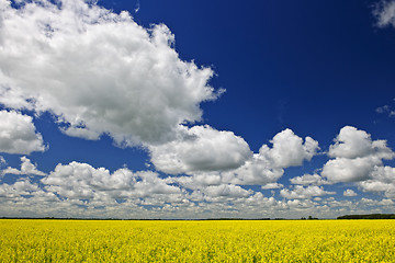 Image showing Canola field