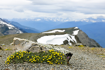 Image showing Alpine meadow in Jasper National Park