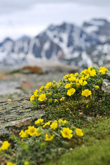 Image showing Alpine meadow in Jasper National Park