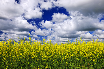 Image showing Canola field