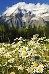 Image showing Daisies at Mount Robson provincial park, Canada