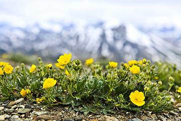 Image showing Alpine meadow in Jasper National Park