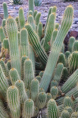 Image showing Cactus