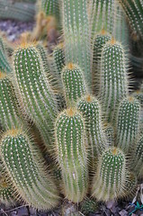 Image showing Cactus