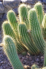 Image showing Cactus