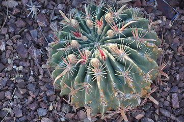 Image showing Cactus