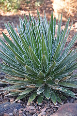 Image showing Cactus