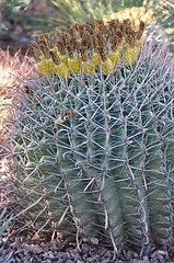 Image showing Cactus