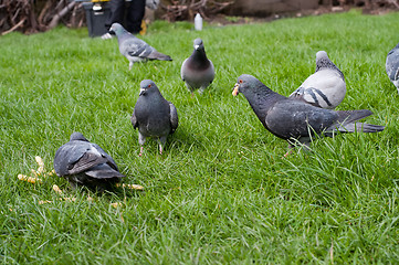 Image showing Gray piegons on green grass