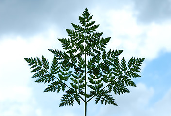 Image showing Leaf on sky background