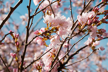 Image showing Pink cherry blossom