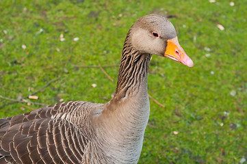 Image showing Goose on green grass