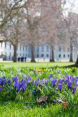 Image showing Crocus on green grass