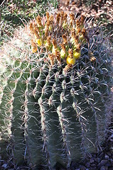 Image showing Cactus