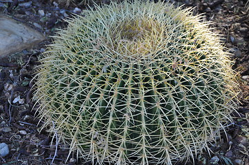 Image showing Cactus