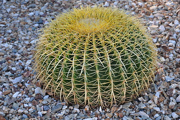 Image showing Cactus