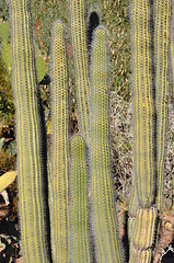 Image showing Cactus