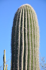 Image showing Cactus