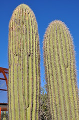 Image showing Cactus