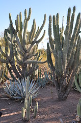 Image showing Cactus