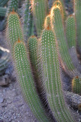 Image showing Cactus