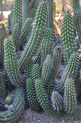 Image showing Cactus