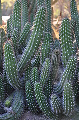 Image showing Cactus