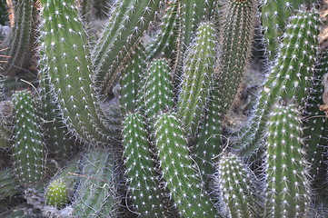 Image showing Cactus