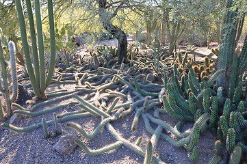 Image showing Cactus