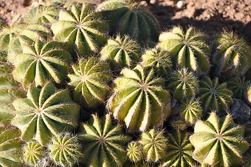 Image showing Cactus