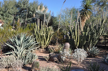 Image showing Cactus