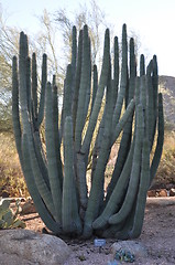 Image showing Cactus