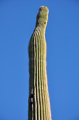 Image showing Cactus