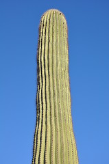 Image showing Cactus