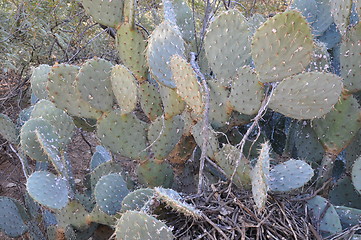 Image showing Cactus