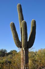 Image showing Cactus