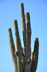 Image showing Cactus