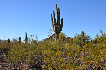 Image showing Cactus