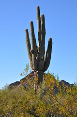 Image showing Cactus