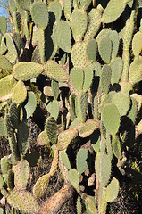 Image showing Cactus