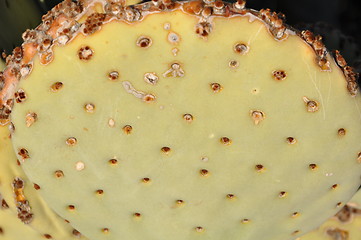 Image showing Cactus